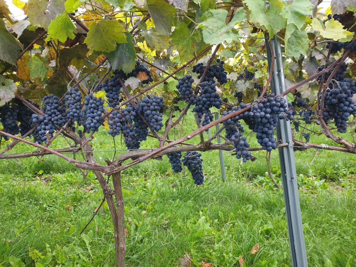 Fantastic View Vineyard Beskid Mountains Gruszow  ภายนอก รูปภาพ